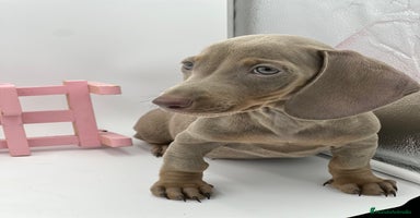 Teckel Miniatura perros en Ciudad Real - Anuncio 11