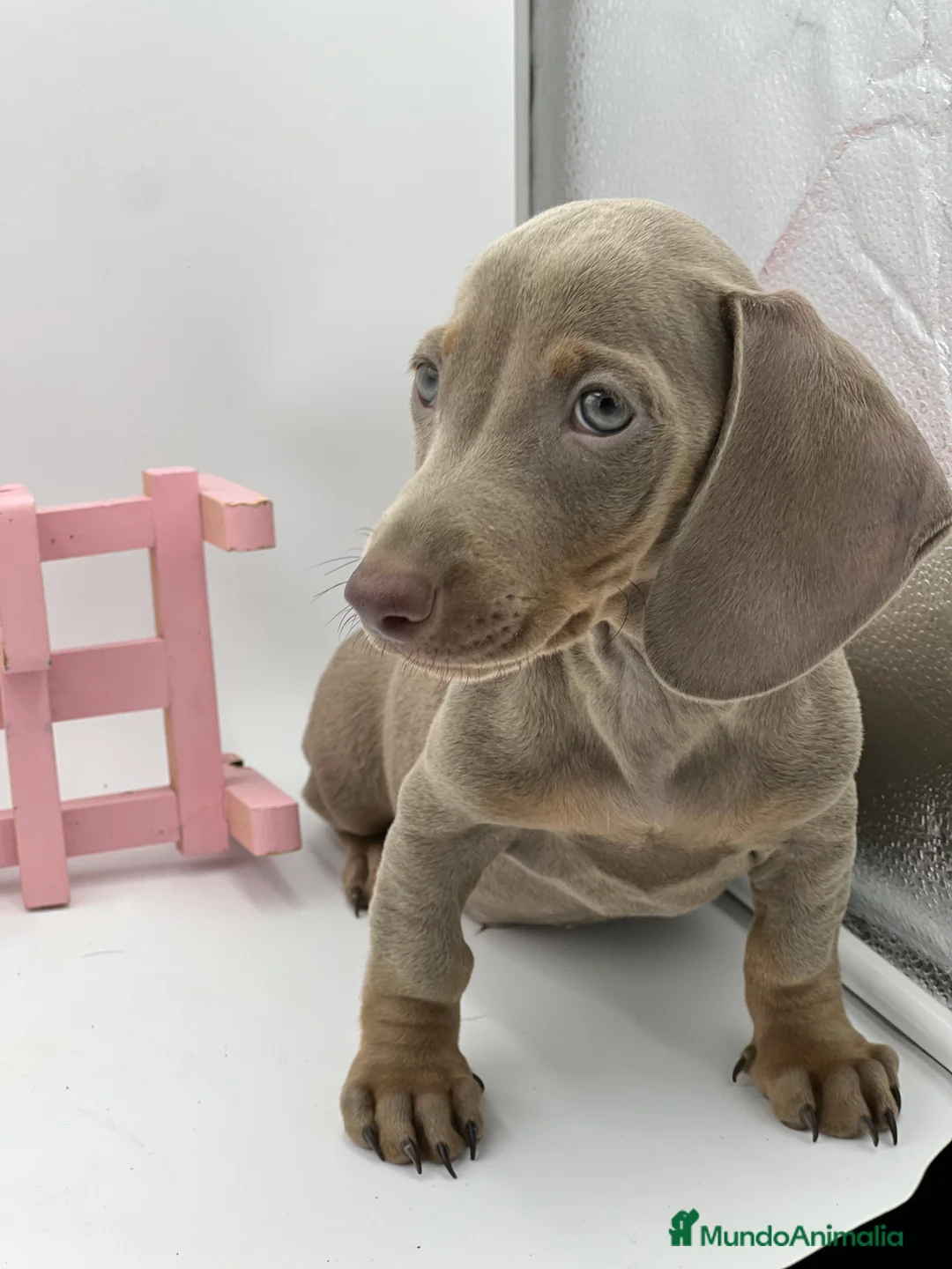 Teckel Miniatura perros en venta: Teckel puppy  en Ciudad Real - Anuncio 3