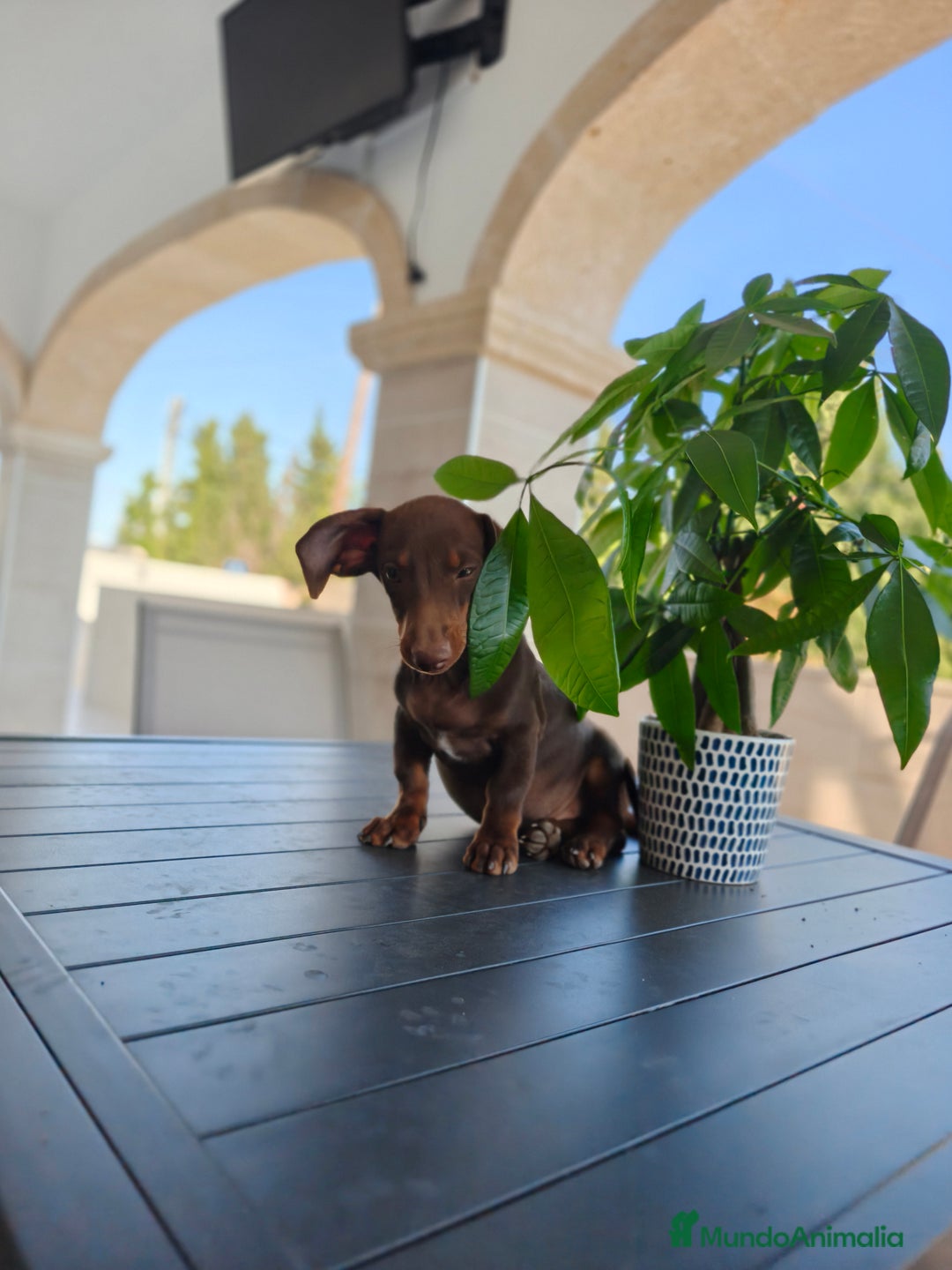 Teckel perros en venta: Teckel - Imagen 3