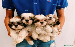 Shih Tzu perros en venta: Cachorros Shih Tzu 650€ ¡PRECIO REAL! - Imagen 1