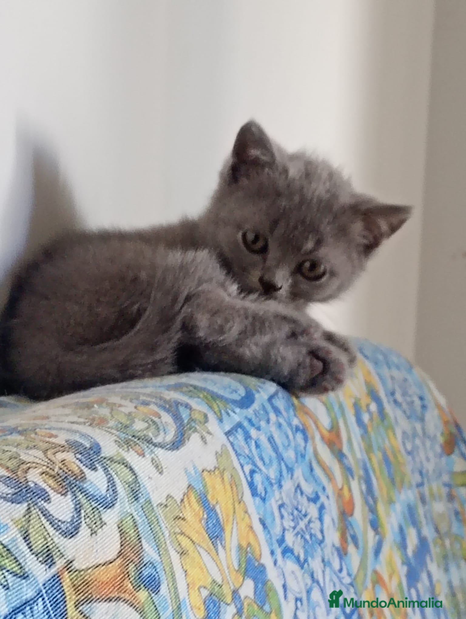 Británico de Pelo Corto Azul gatos Gatitos british - Anuncio 17