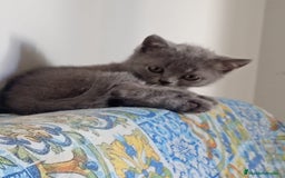 Británico de Pelo Corto Azul gatos en venta: Gatitos british - Imagen 1