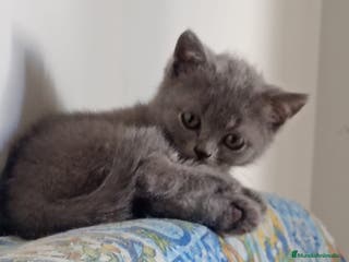 Británico de Pelo Corto Azul gatos Gatitos british - Anuncio 7