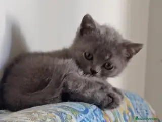 Británico de Pelo Corto Azul gatos Gatitos british - Anuncio 8