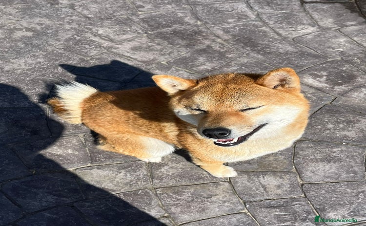 Shiba Inu perros - Propaganda 1