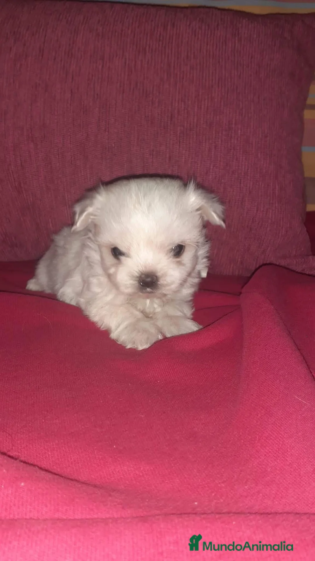 Bichón Maltés perros en venta: Bichón maltés mini en Badajoz - Anuncio 3