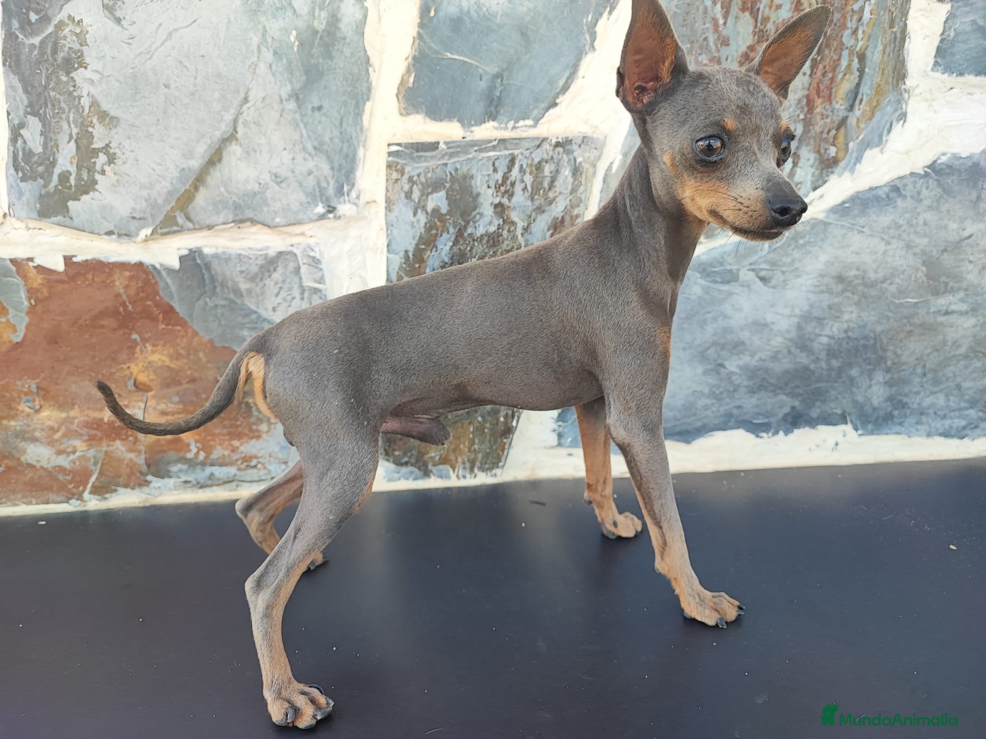 Ratón de Praga perros RATÓN DE PRAGA (MONTAS) - Anuncio 2