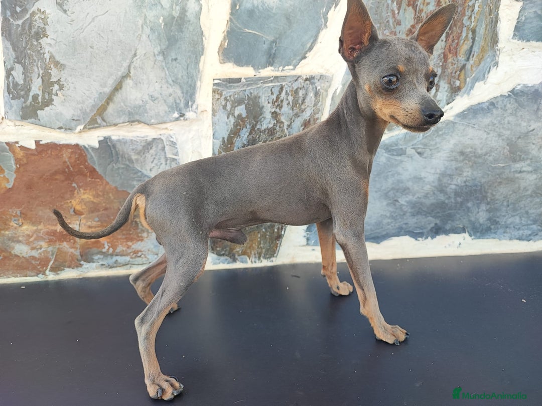 Ratón de Praga perros para monta: RATÓN DE PRAGA (MONTAS) - Anuncio 2