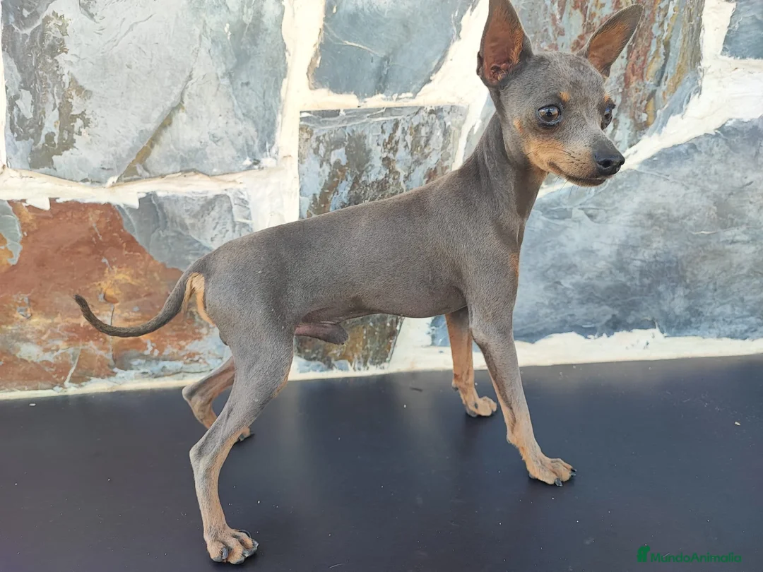 Ratón de Praga perros para monta: RATÓN DE PRAGA (MONTAS) - Anuncio 2