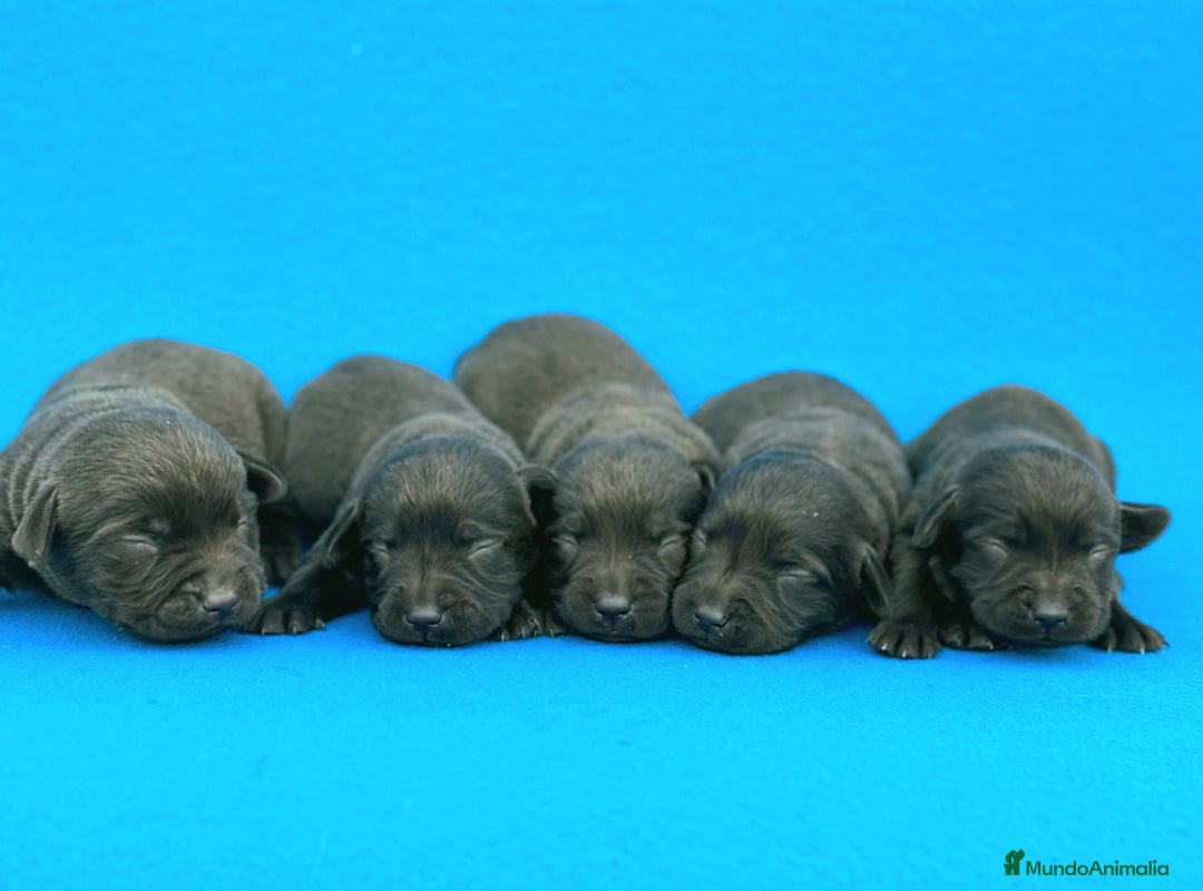Labrador Retriever perros en venta: Espectacular el de labrador chocolate - Imagen 2