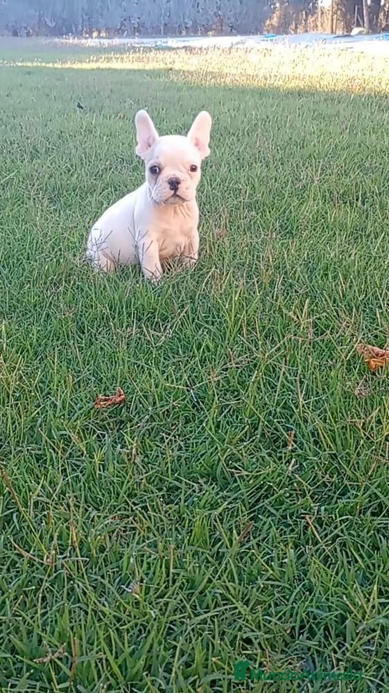 Bulldog Francés perros Bulldog francés ((PRECIO REAL)) - Anuncio 16