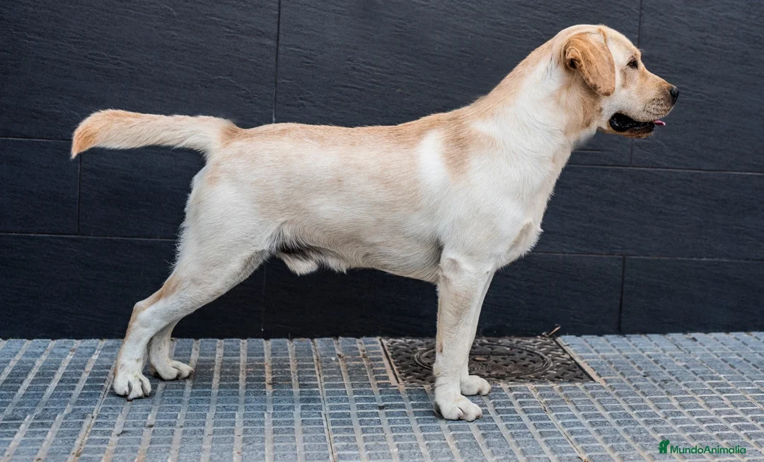 Labrador Retriever perros en venta: Cachorros de labrador retrievers amarillos  - Anuncio 8