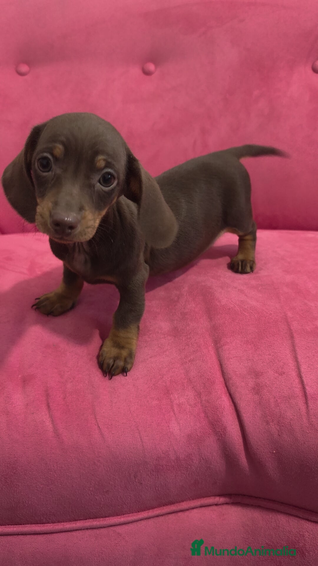 Teckel Miniatura perros Teckel kanichen chocolate hembra y macho  - Anuncio 3