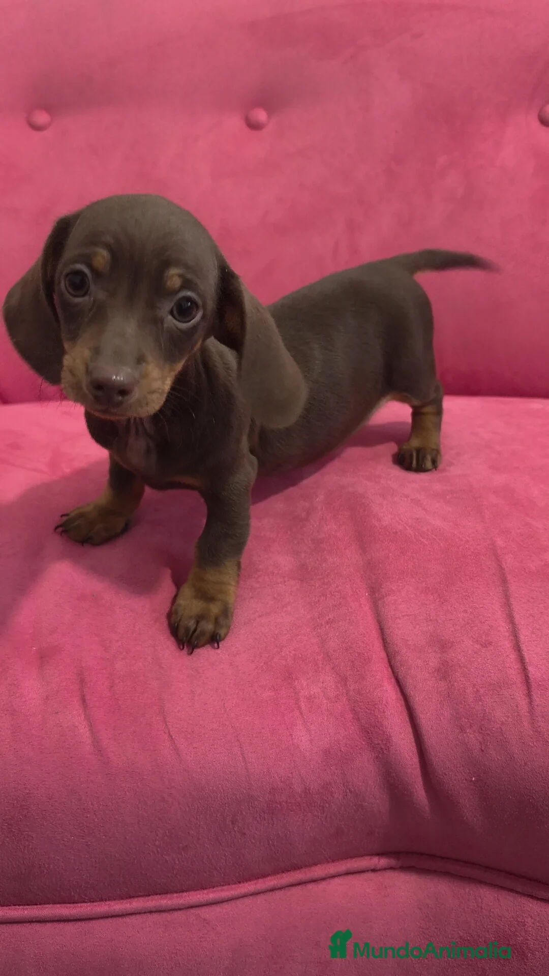 Teckel Miniatura perros en venta: Teckel kanichen chocolate hembra y macho  - Anuncio 1