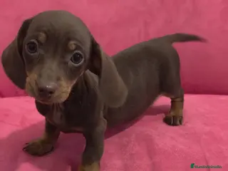 Teckel Miniatura perros Teckel kanichen chocolate hembra y macho - Anuncio 3