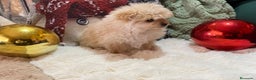Raza Mixta perros en venta: Cachorra de Pomerania con Caniche Toy - Anuncio 1