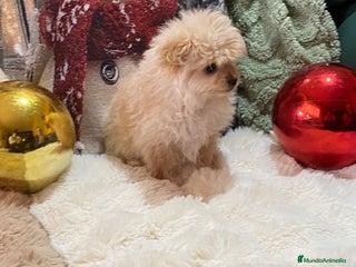 Raza Mixta perros Cachorra de Pomerania con Caniche Toy - Anuncio 1