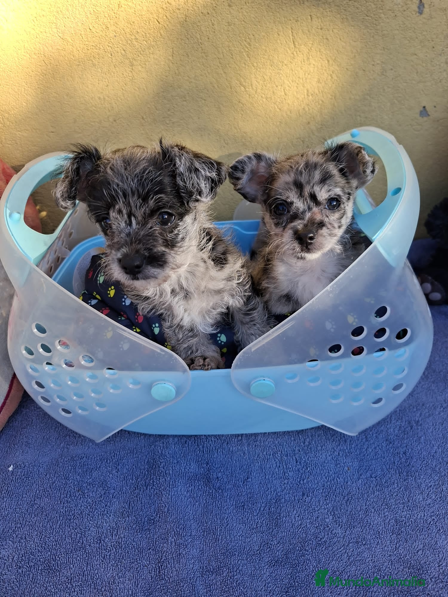 Raza Mixta perros Chipoo merles - Anuncio 12