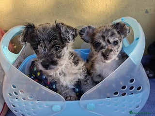 Raza Mixta perros Chipoo merles - Anuncio 1