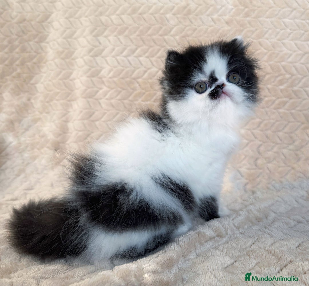 Persa gatos en venta: Persa - Imagen 1