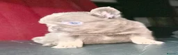 Bulldog Francés perros en venta: Fluffys y big rope bulldog  - Anuncio 3