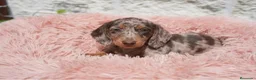Teckel Miniatura perros en venta: Teckel miniatura arlequín  - Anuncio 3