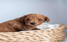 Caniche Toy perros en venta: Caniche toy machos - Imagen 6