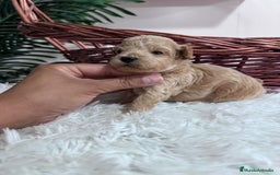 Maltipoo perros en venta: MALTIPOO HEMBRA - Imagen 11