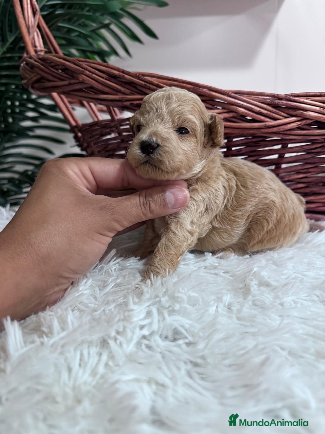 Maltipoo perros en venta: MALTIPOO HEMBRA - Imagen 11
