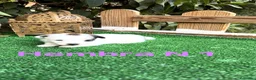 Jack Russell Terrier perros en venta: Jack Russell preciosos cachorros disponibles  - Anuncio 2