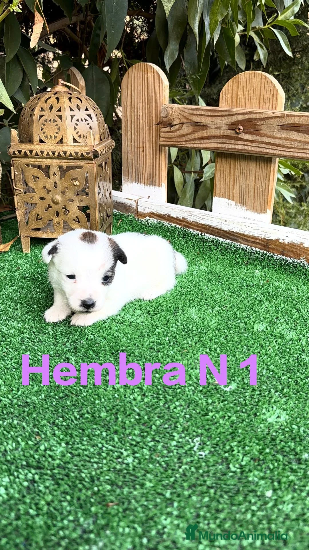 Jack Russell Terrier perros en venta: Jack Russell preciosos cachorros disponibles  - Anuncio 2