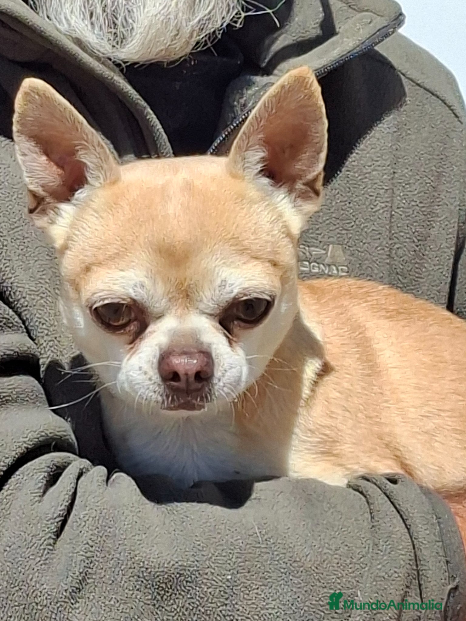 Chihuahua perros Chihuahua macho  - Anuncio 2