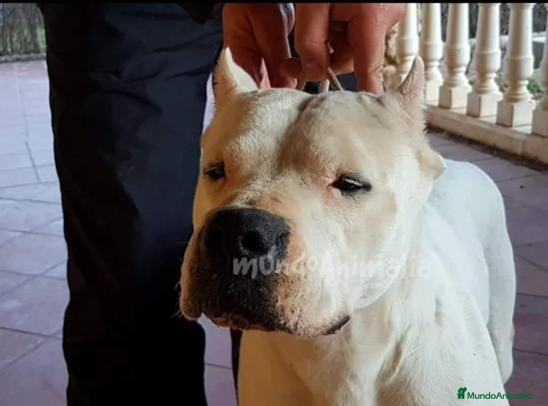 Imagen de galería {{count}}