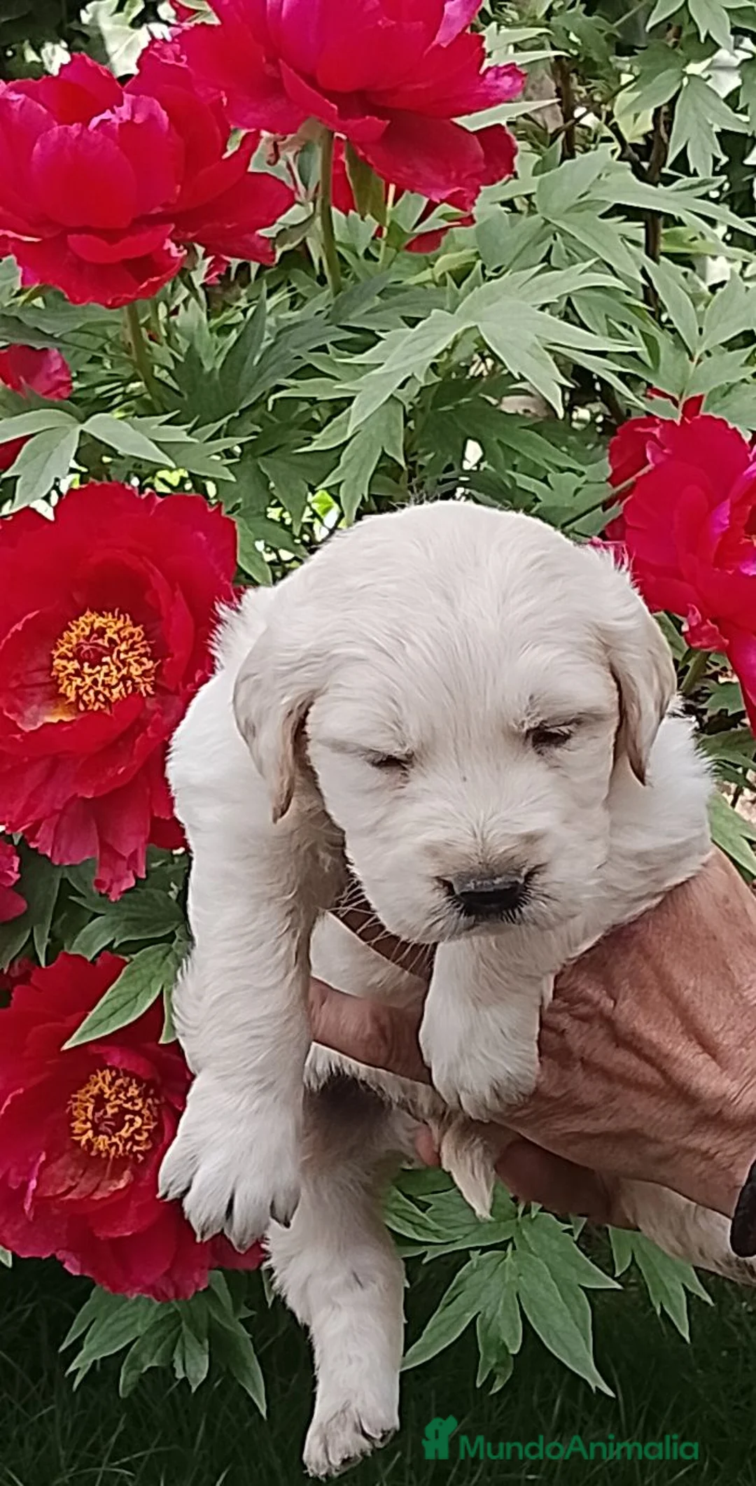 Golden Retriever perros en venta: Preciosos cacharros de golden retriever  - Anuncio 1