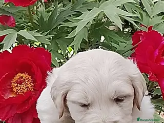 Golden Retriever perros Preciosos cacharros de golden retriever - Anuncio 1