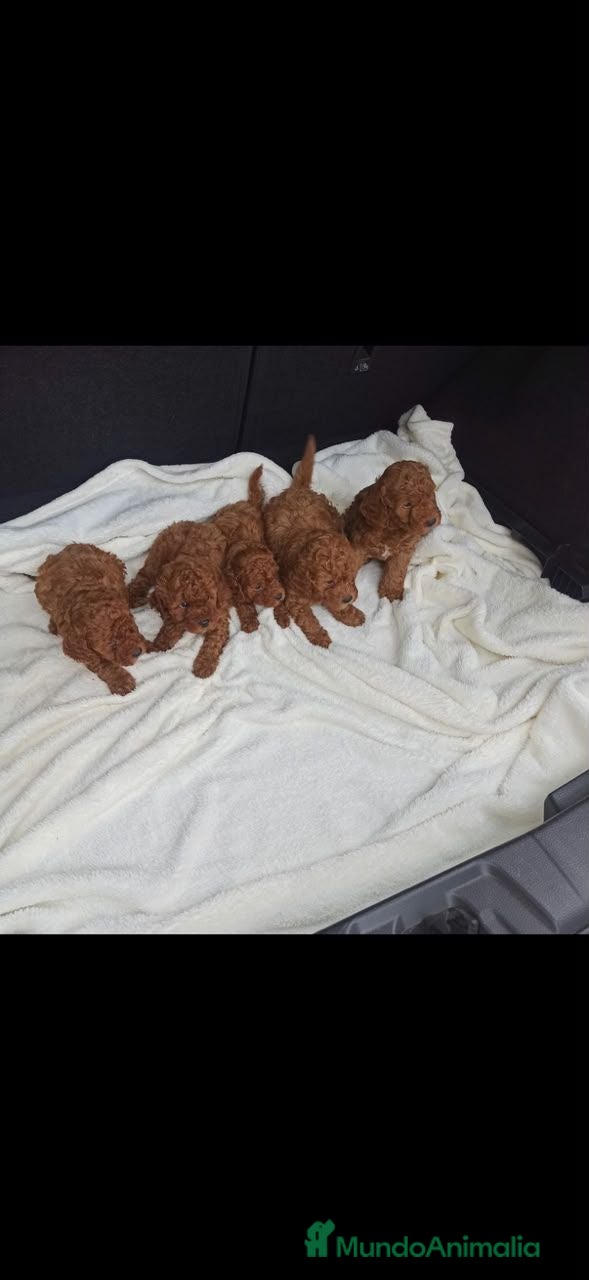 Caniche Toy perros caniches preciosos 50% asiáticos - Anuncio 1