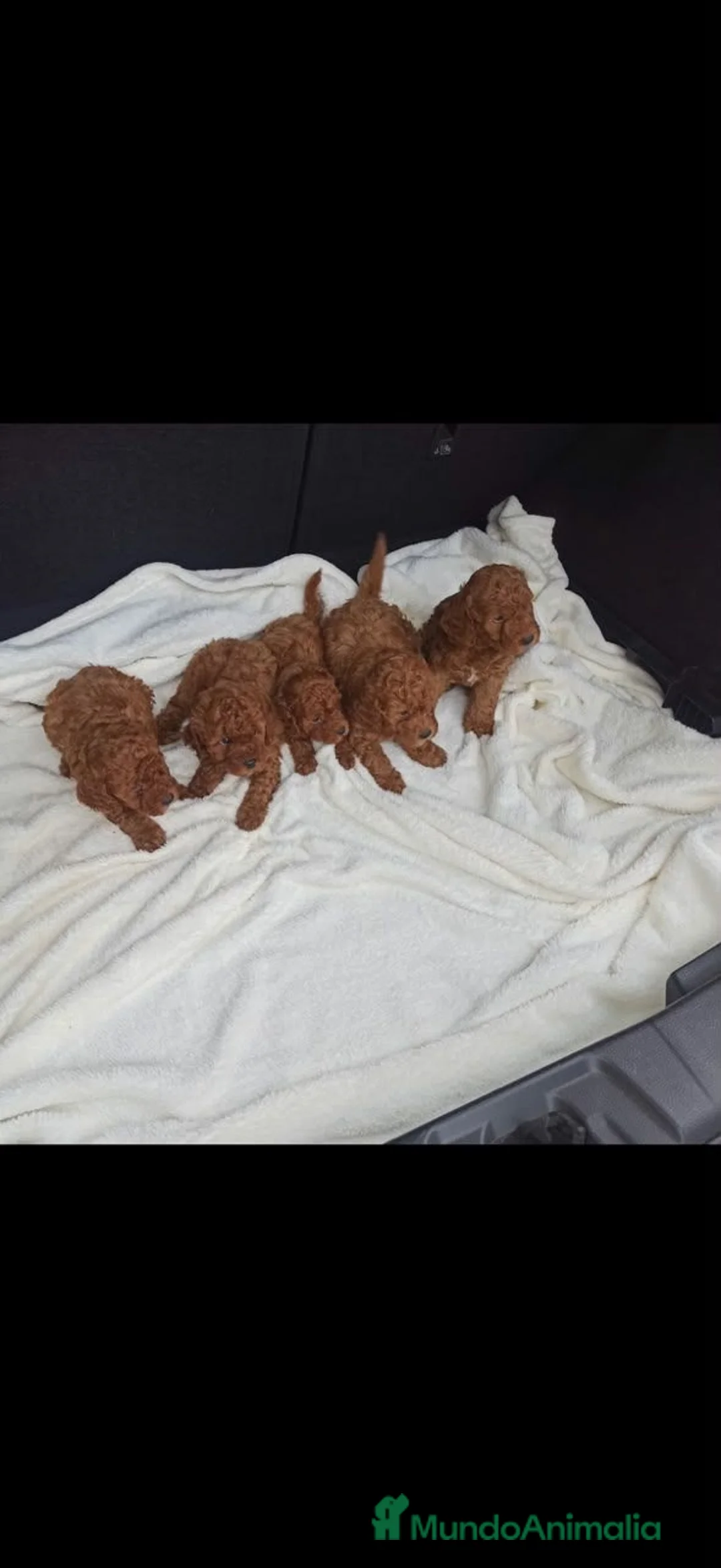 Caniche Toy perros en venta: caniches preciosos 50% asiáticos - Anuncio 1