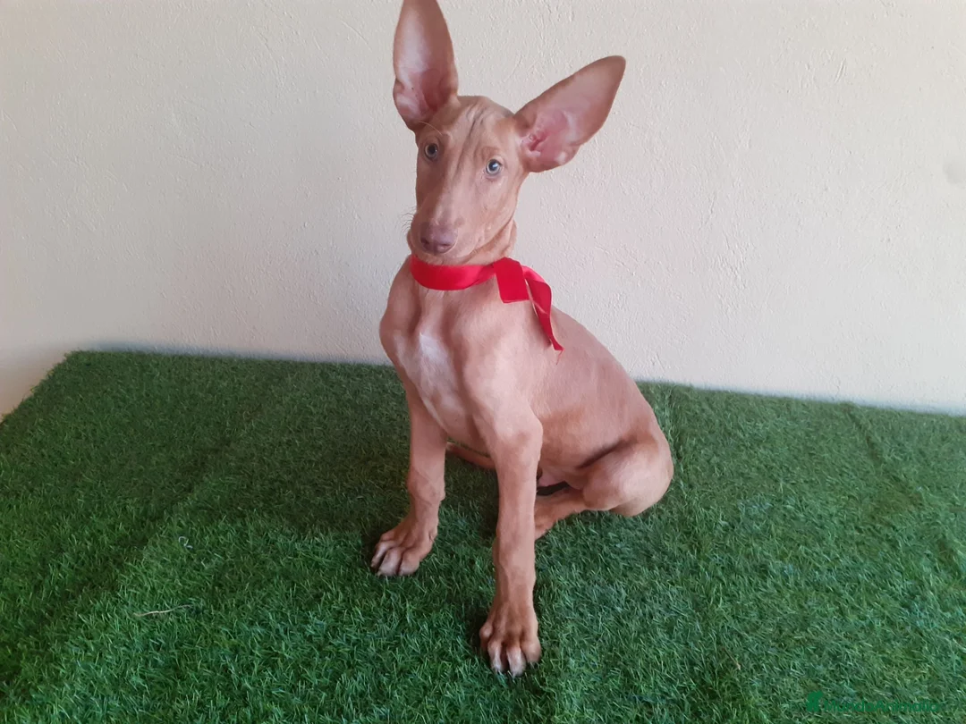 Podenco Canario perros en venta: PODENCOS CANARIOS de selección  - Anuncio 2