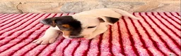 Jack Russell Terrier perros en venta: Jack Russell Terrier macho  - Anuncio 8