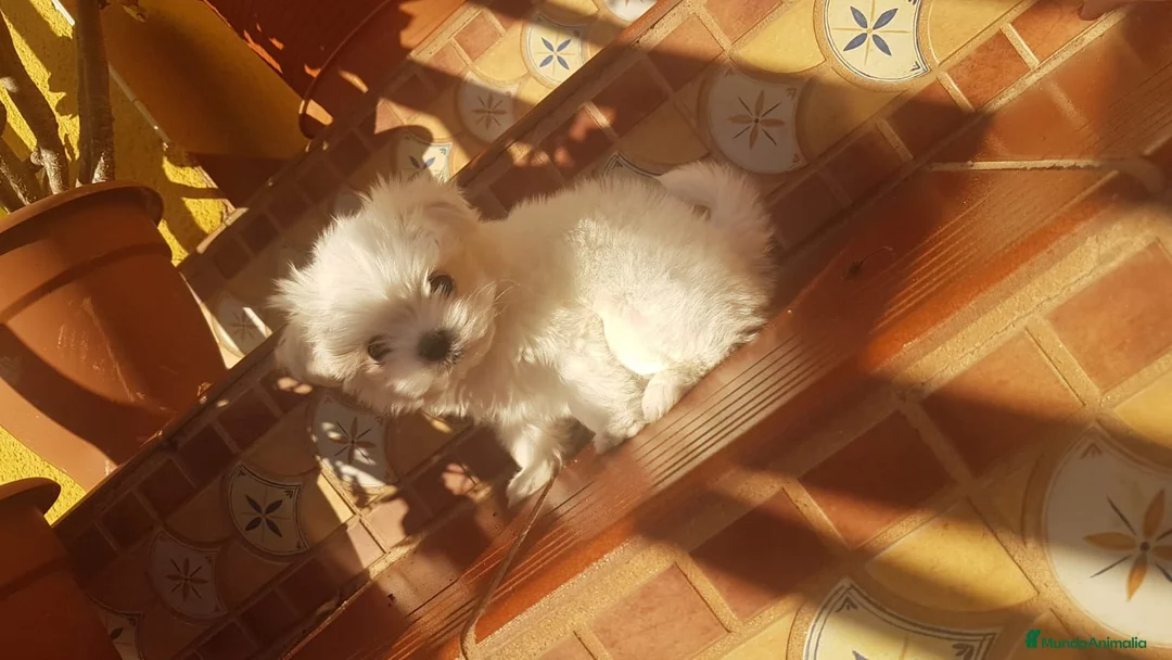 Bichón Maltés perros en venta: Bichón maltés miniatura en Badajoz - Anuncio 2