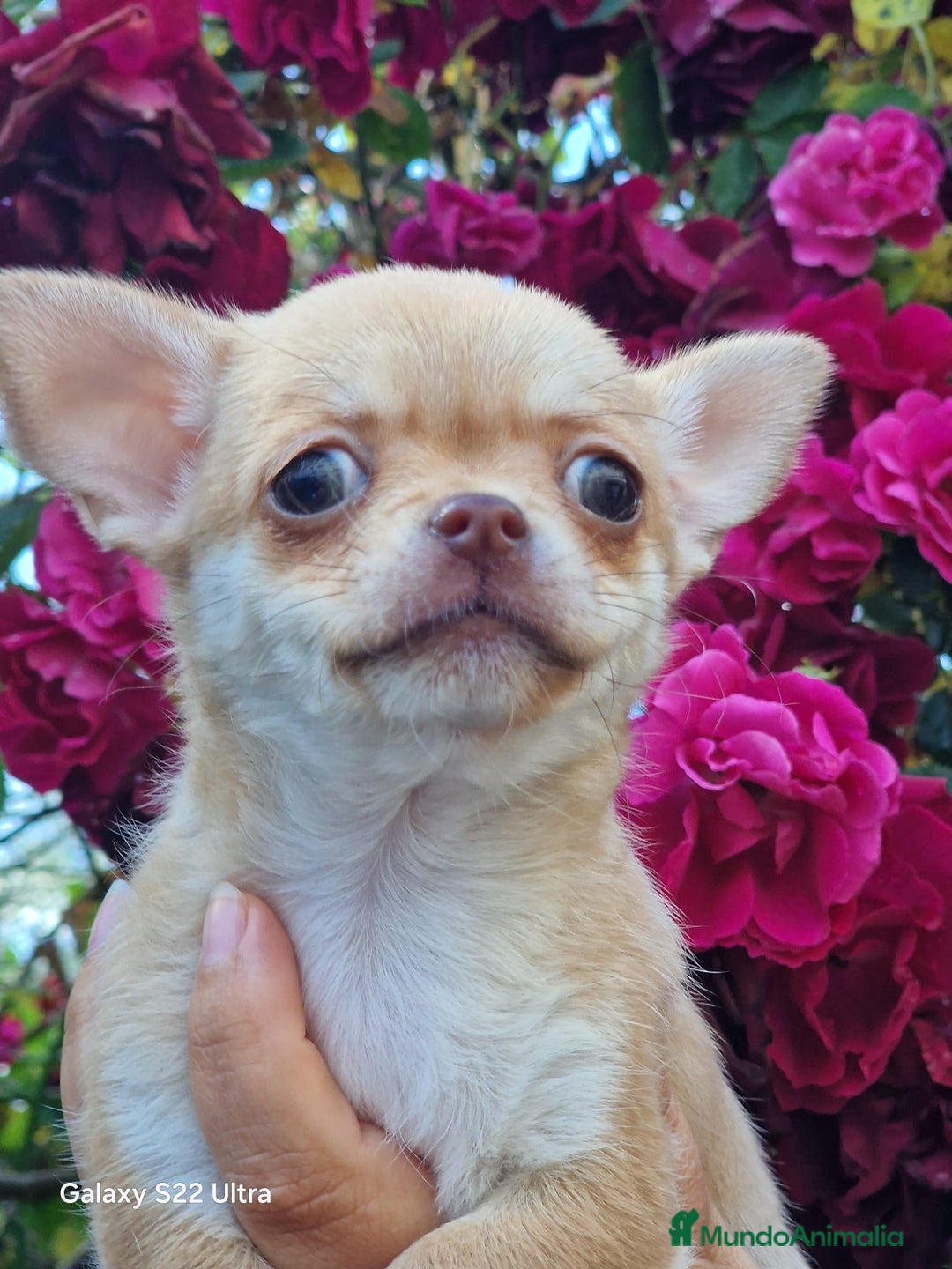 Chihuahua perros en venta: Últimas dos chihuahuas disponibles.  - Anuncio 1