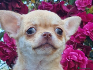 Chihuahua perros Últimas dos chihuahuas disponibles. - Anuncio 1