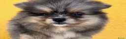 Pomerania perros en venta: Pomerania  - Anuncio 8