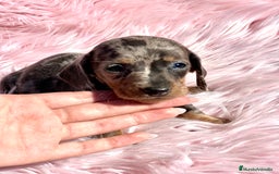 Teckel Miniatura perros en venta: Teckel Kaninchen arlequín - Imagen 2