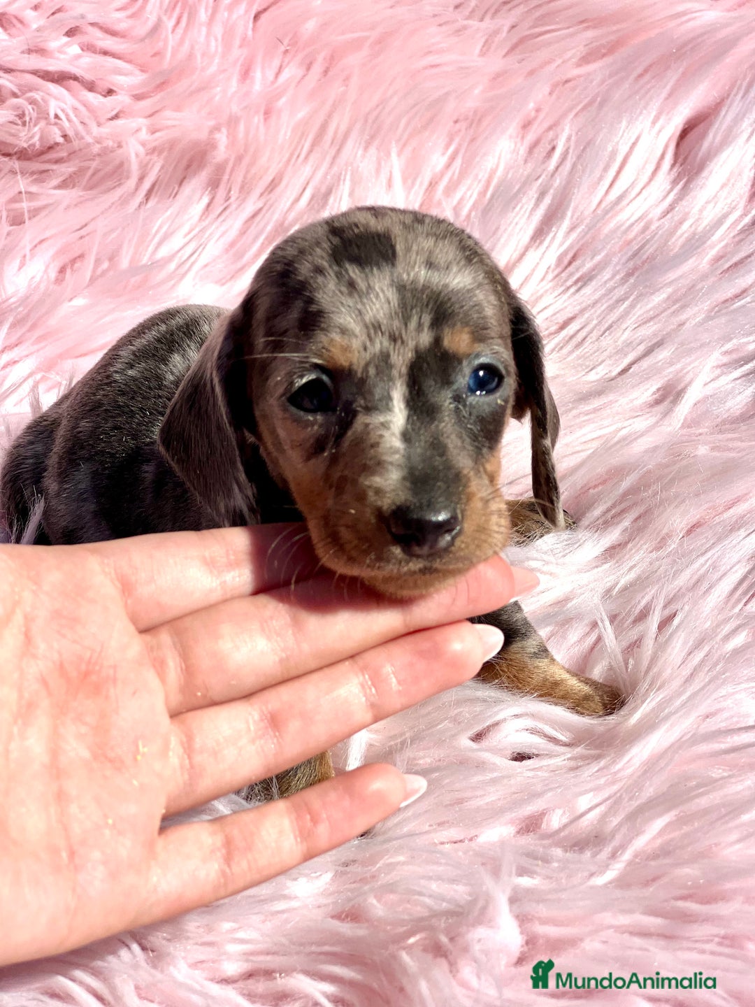 Teckel Miniatura perros en venta: Teckel Kaninchen arlequín - Imagen 2