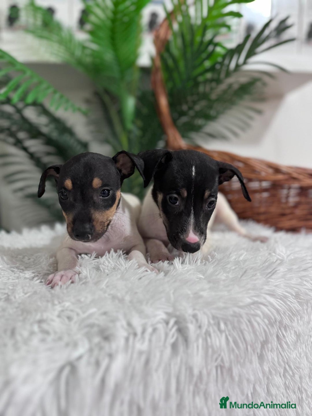 Ratonero Bodeguero Andaluz perros en venta: BODEGUERO MACHOS - Imagen 3