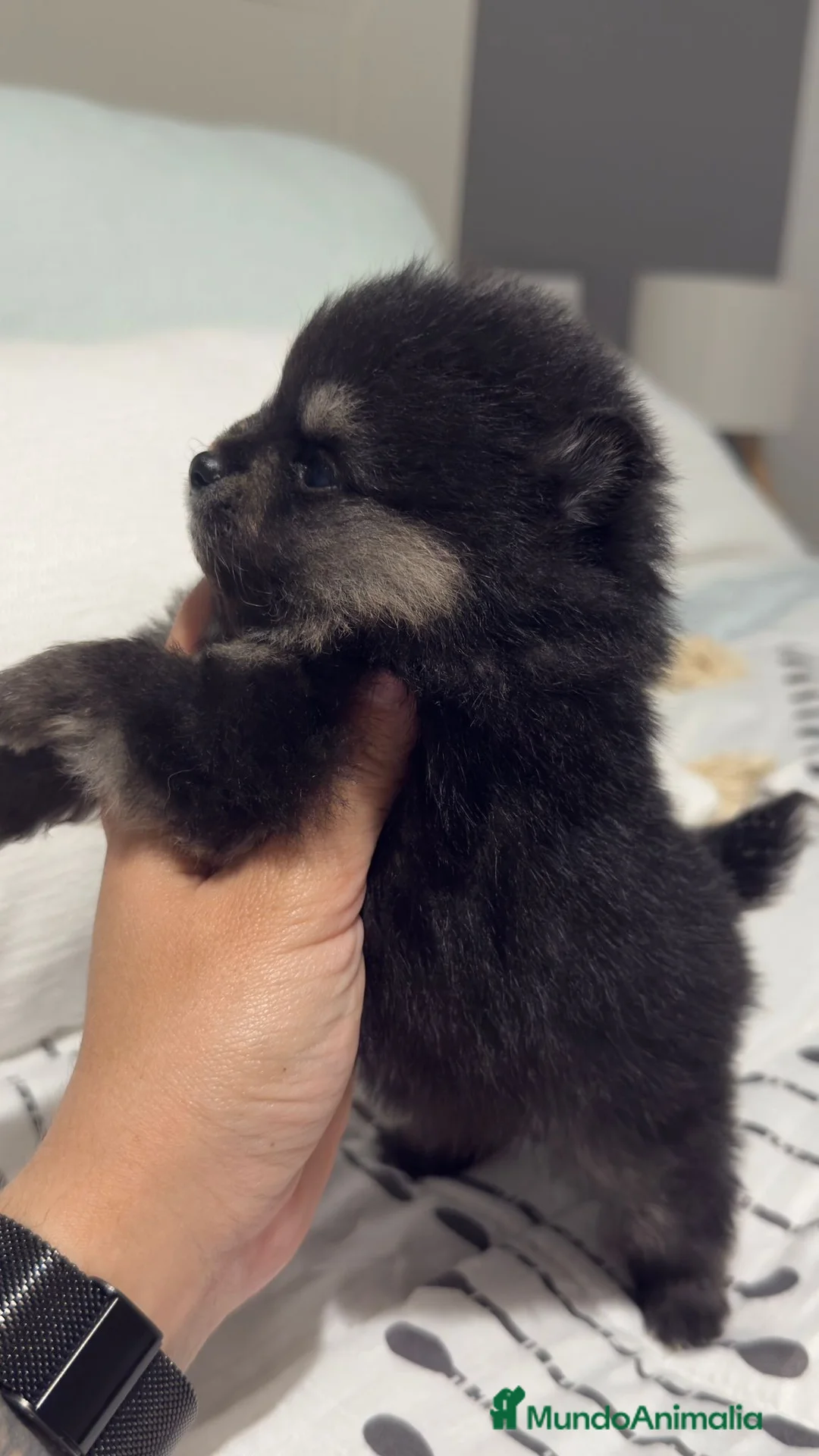 Pomerania perros en venta: Pomerania Toy  - Anuncio 5