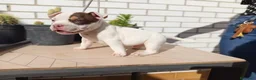 American Bully perros en venta: American Bully  - Anuncio 7