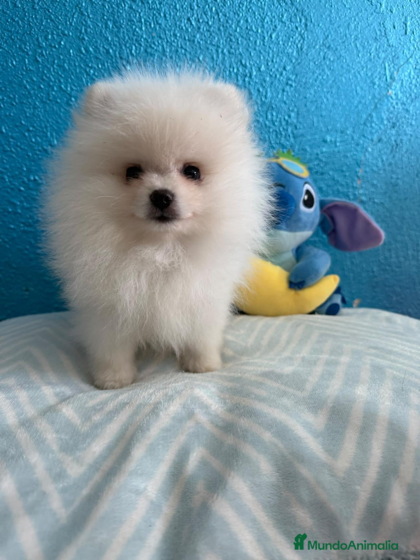 Pomerania perros Pomerania - Anuncio 1