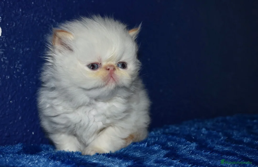Persa gatos en venta: 💙 GATITOS PERSA HIMALAYOS 🤍 - Anuncio 4